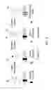 Fig. 03 - Photoactivated molecules for light-induced modulation of the activity of electrically excitable cells and methods of using the same
