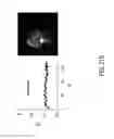 Fig. 40 - Photoactivated molecules for light-induced modulation of the activity of electrically excitable cells and methods of using the same