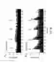 Fig. 53 - Photoactivated molecules for light-induced modulation of the activity of electrically excitable cells and methods of using the same