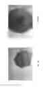 Fig. 06 - COMPOSITION HAVING IMPROVED SPRAYING CHARACTERISTICS COMPRISING VEGETABLE OILS AND TRIGLYCERIDES AND/OR MINERAL OILS