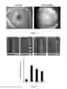 Fig. 03 - Ocular Compositions and Methods Thereof