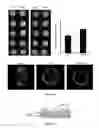 Fig. 06 - Ocular Compositions and Methods Thereof