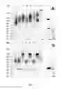Fig. 04 - Payload-Polymer-Protein Conjugates