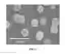 Fig. 02 - SILICON PARTICLES TARGETING TUMOR CELLS