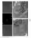 Fig. 10 - Glucose conjugated gold nanoparticle