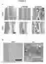 Fig. 07 - Click-crosslinked hydrogels and methods of use