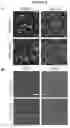 Fig. 09 - Click-crosslinked hydrogels and methods of use