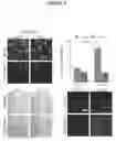 Fig. 10 - Click-crosslinked hydrogels and methods of use