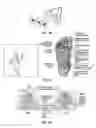 Fig. 17 - Methods for determining neurostimulation electrode configurations based on neural localization