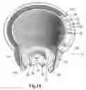 Fig. 14 - COFFEE CUP AND METHOD AND DEVICE FOR MAKING A COFFEE CUP