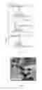 Fig. 06 - METHOD FOR PREPARING NANOPARTICLES BY USING LASER