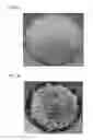 Fig. 31 - ADHESIVE COMPOSITIONS WITH TUNABLE RHEOLOGICAL PROPERTIES