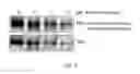 Fig. 09 - Chemical modulators of immune checkpoints and therapeutic use