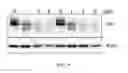 Fig. 10 - Chemical modulators of immune checkpoints and therapeutic use