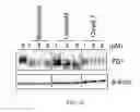Fig. 11 - Chemical modulators of immune checkpoints and therapeutic use