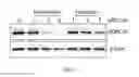 Fig. 12 - Chemical modulators of immune checkpoints and therapeutic use
