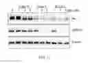 Fig. 13 - Chemical modulators of immune checkpoints and therapeutic use