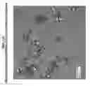 Fig. 03 - ATRASENTAN MANDELATE SALTS