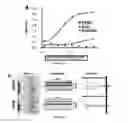 Fig. 03 - Compounds and methods for inhibition of hedgehog signaling and phosphodiesterase