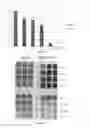 Fig. 16 - Compounds and methods for inhibition of hedgehog signaling and phosphodiesterase