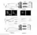 Fig. 24 - Compounds and methods for inhibition of hedgehog signaling and phosphodiesterase