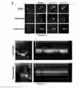 Fig. 27 - Compounds and methods for inhibition of hedgehog signaling and phosphodiesterase