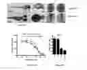 Fig. 33 - Compounds and methods for inhibition of hedgehog signaling and phosphodiesterase