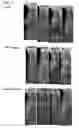 Fig. 04 - Antibody drug conjugates