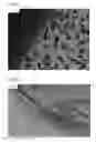 Fig. 06 - Beta sheet tapes ribbons in tissue engineering