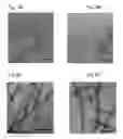 Fig. 08 - Beta sheet tapes ribbons in tissue engineering