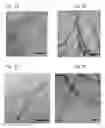 Fig. 09 - Beta sheet tapes ribbons in tissue engineering