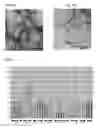 Fig. 10 - Beta sheet tapes ribbons in tissue engineering