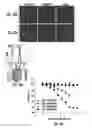 Fig. 22 - Cell penetrating peptides and methods of making and using thereof