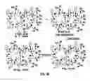 Fig. 24 - Cell penetrating peptides and methods of making and using thereof