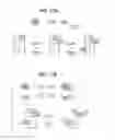 Fig. 18 - DALBAVANCIN COMPOSITIONS FOR TREATMENT OF BACTERIAL