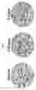 Fig. 06 - SV82 polypeptide, and cosmetic composition for reducing skin wrinkles and maintaining skin elasticity comprising SV82 polypeptide as active ingredient