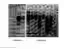 Fig. 02 - ANTI-INFLAMMATORY PROTEINS AND PEPTIDES AND METHODS OF PREPARATION AND USE THEREOF