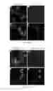 Fig. 18 - Genetically encoded photocleavable proteins