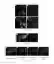 Fig. 19 - Genetically encoded photocleavable proteins