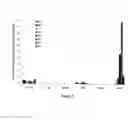 Fig. 13 - Mutant NGAL proteins and uses thereof