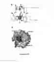 Fig. 14 - Mutant NGAL proteins and uses thereof