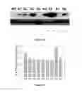 Fig. 20 - Mutant NGAL proteins and uses thereof
