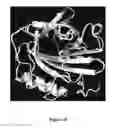 Fig. 35 - Mutant NGAL proteins and uses thereof