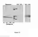 Fig. 41 - Mutant NGAL proteins and uses thereof