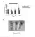 Fig. 49 - Mutant NGAL proteins and uses thereof