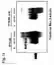 Fig. 12 - E1-MINUS ADENOVIRUSES AND USE THEREOF