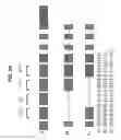 Fig. 16 - BSL2v2c2-Ig polypeptides