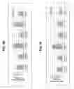 Fig. 43 - BSL2v2c2-Ig polypeptides