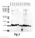 Fig. 03 - Methods of treating cancer by administering IGF-IR binding molecules