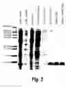 Fig. 04 - Methods of treating cancer by administering IGF-IR binding molecules